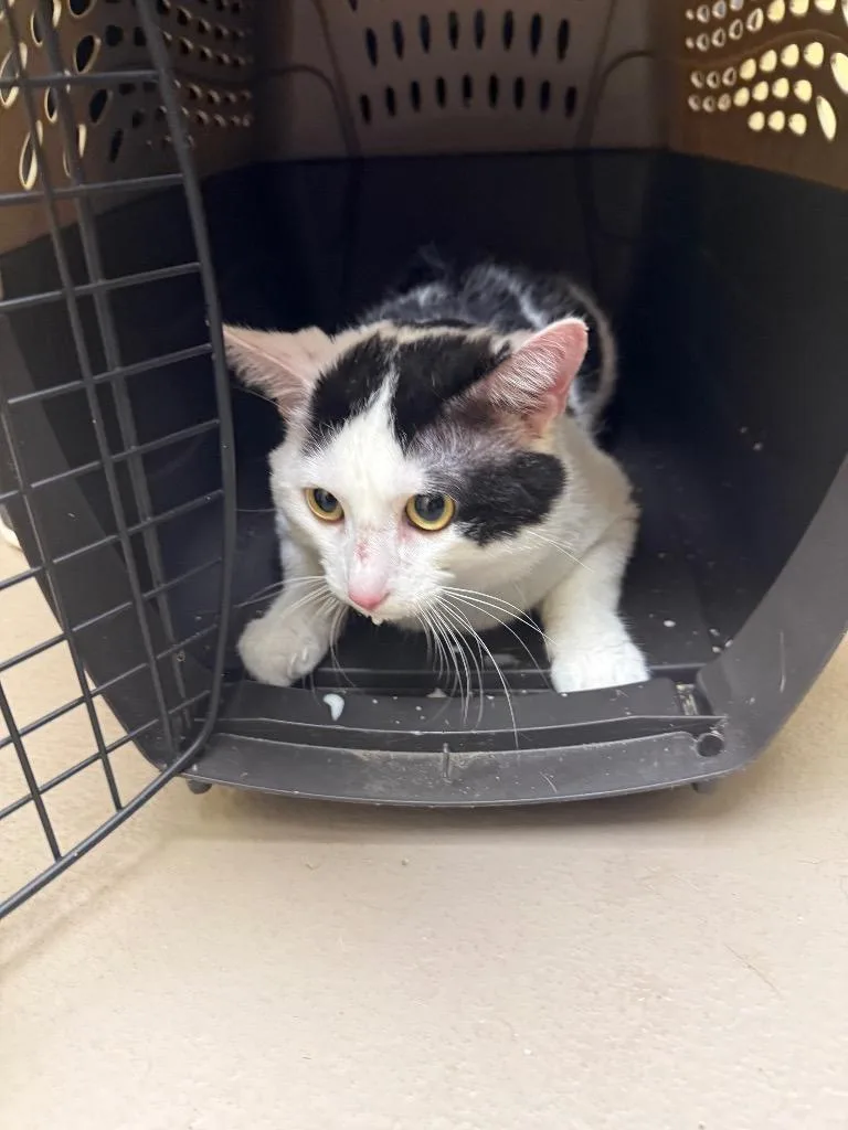 A young medium-sized male Domestic Short Hair cat named Jasper Boy for adoption in Crossville, TN