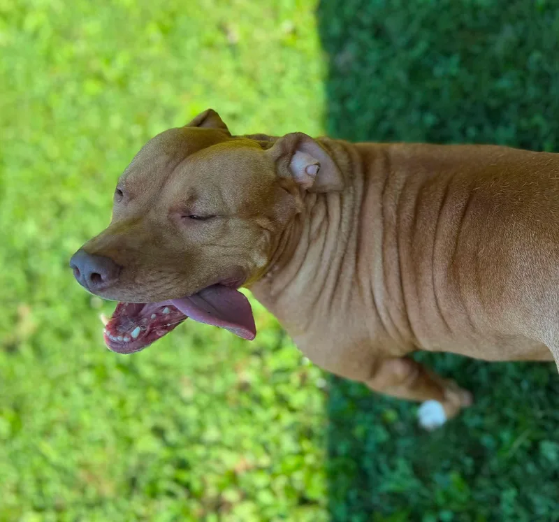 An adult medium-sized female Brown / Chocolate Mixed Breed dog named Kimmie for adoption in Leitchfield, KY
