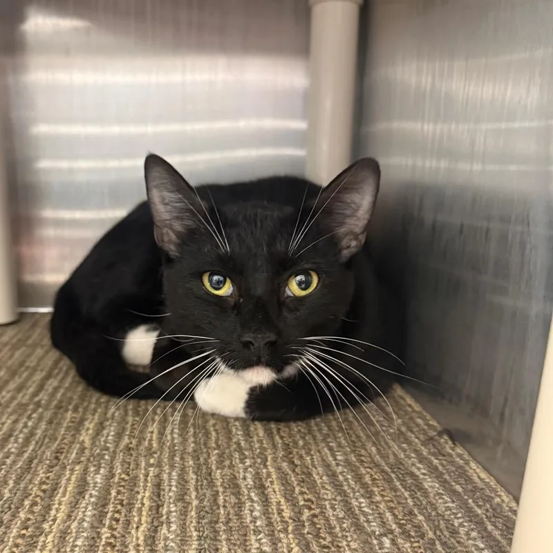 A young large-sized male Black Domestic Short Hair cat named Rupert for adoption in Sand Springs, OK