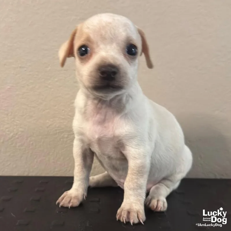 A baby small-sized female Chihuahua dog named Dova for adoption in Washington, DC