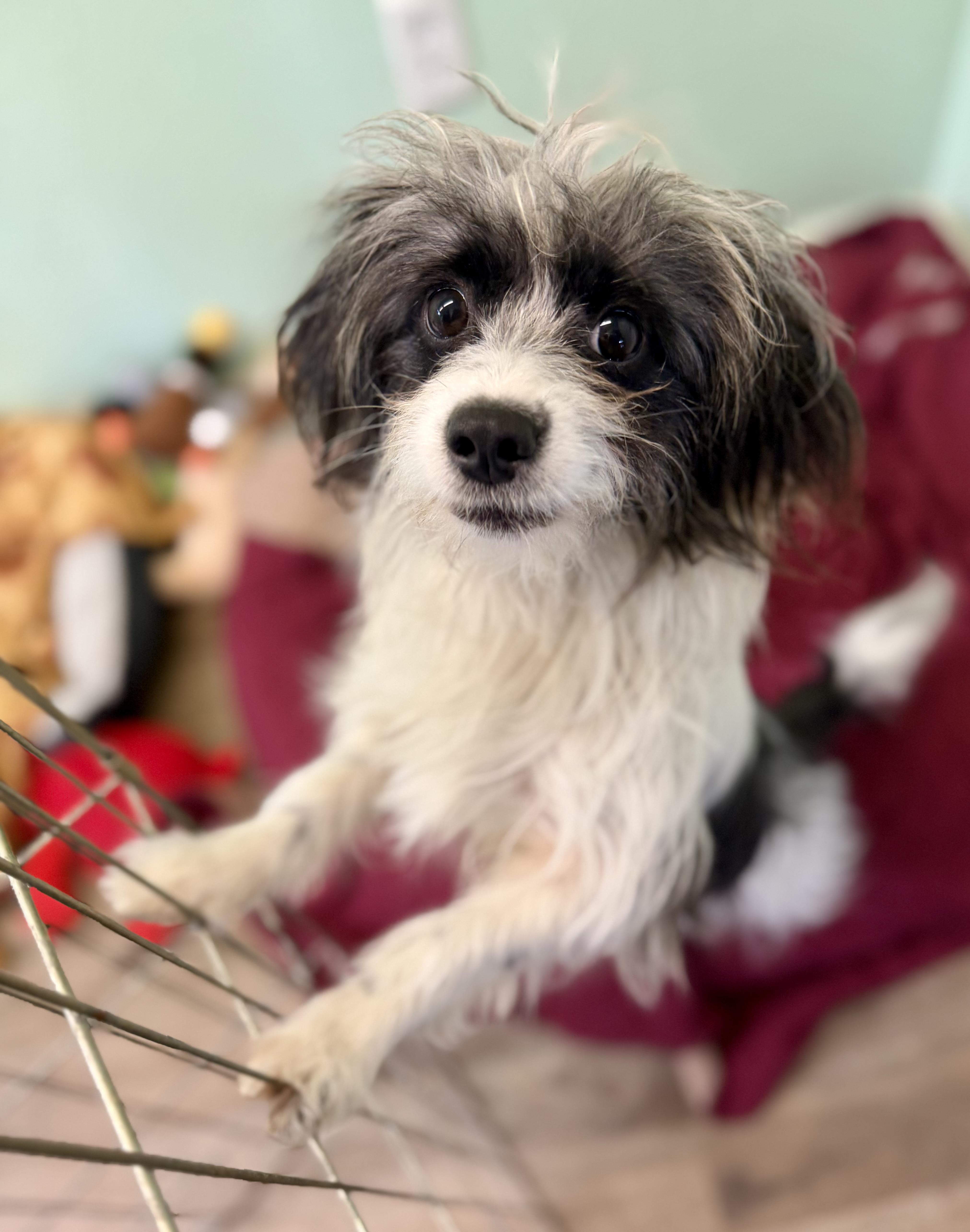 Zorro