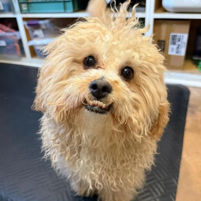 A young small-sized male Yellow / Tan / Blond / Fawn Shih Tzu dog named Shiloh for adoption in Deerfield, IL