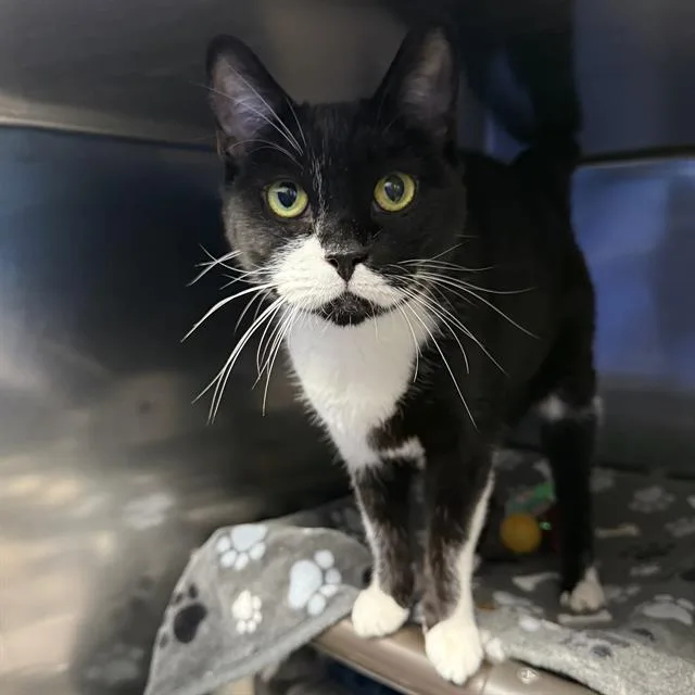 An adult small-sized female Domestic Short Hair cat named Charlie for adoption in Las Vegas, NV