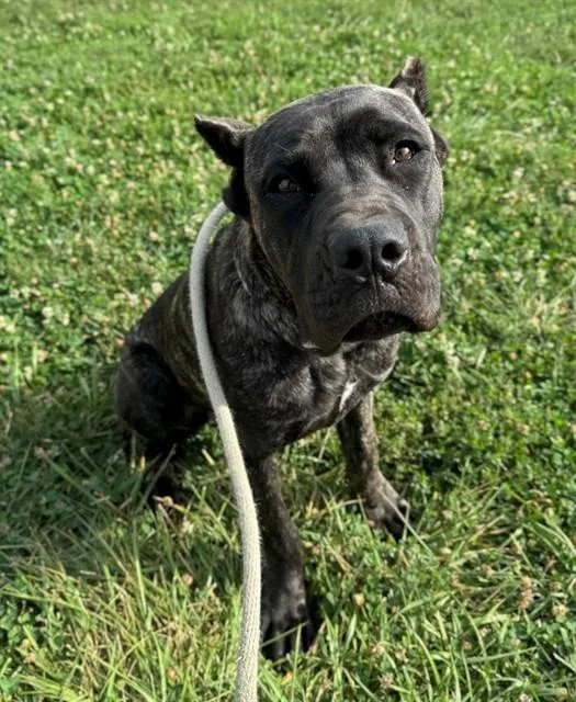 A young large-sized male Cane Corso dog named Norman for adoption in Olivette, MO