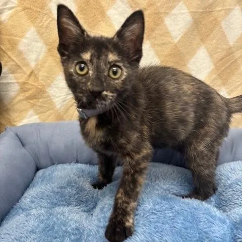A baby small-sized female Tortoiseshell Domestic Short Hair cat named Peanut for adoption in Hawthorne, CA