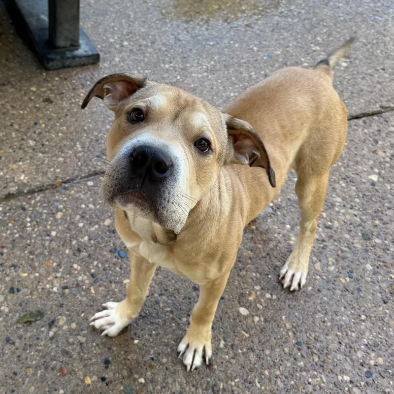 A young medium-sized male Yellow / Tan / Blond / Fawn Mixed Breed dog named Cupcake for adoption in Charleston, WV