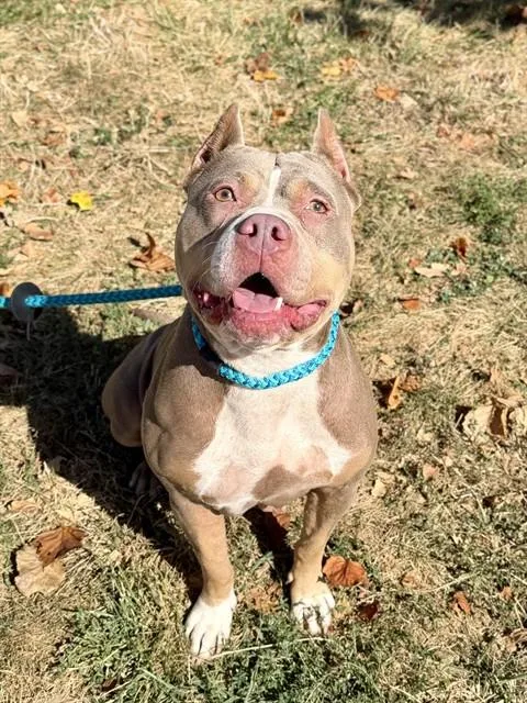 An adult medium-sized female Terrier dog named Minun for adoption in Olivette, MO