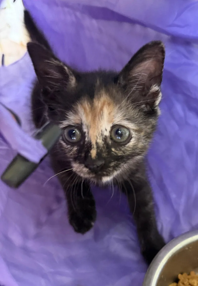 A baby medium-sized female Domestic Short Hair cat named Kismet Mayhem for adoption in Trenton, NJ