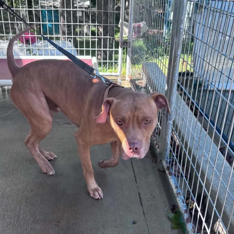 An adult medium-sized male Brown / Chocolate Pit Bull Terrier dog named Gunther for adoption in Columbus, NC