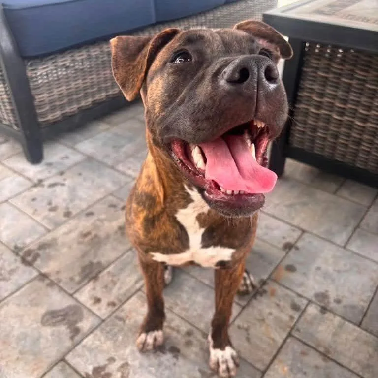 An adult medium-sized female Brindle Mixed Breed dog named Briar Millie for adoption in Long Island City, NY