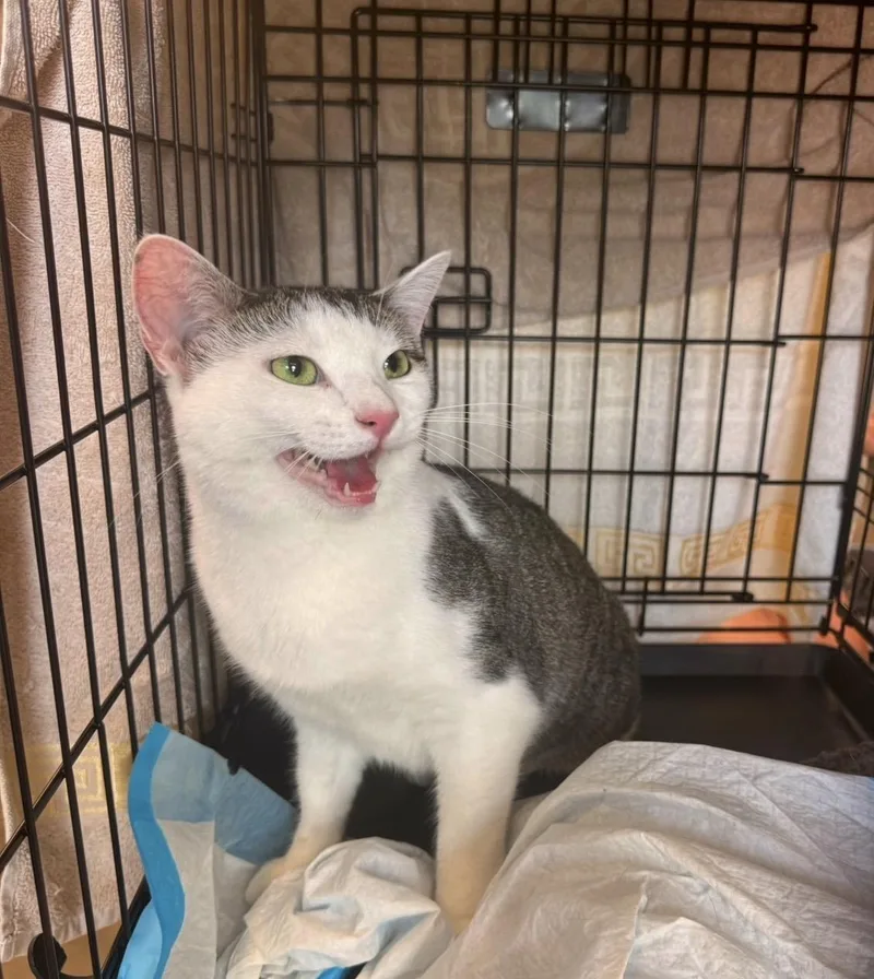 A young medium-sized female Buff & White American Shorthair cat named Willow for adoption in Staten Island, NY