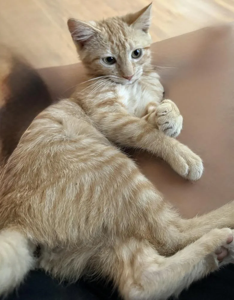 A baby small-sized female Domestic Medium Hair cat named Clementine for adoption in Emporia, KS