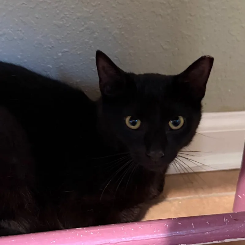 A young medium-sized female Black Domestic Short Hair cat named Beau for adoption in Fenton, MI