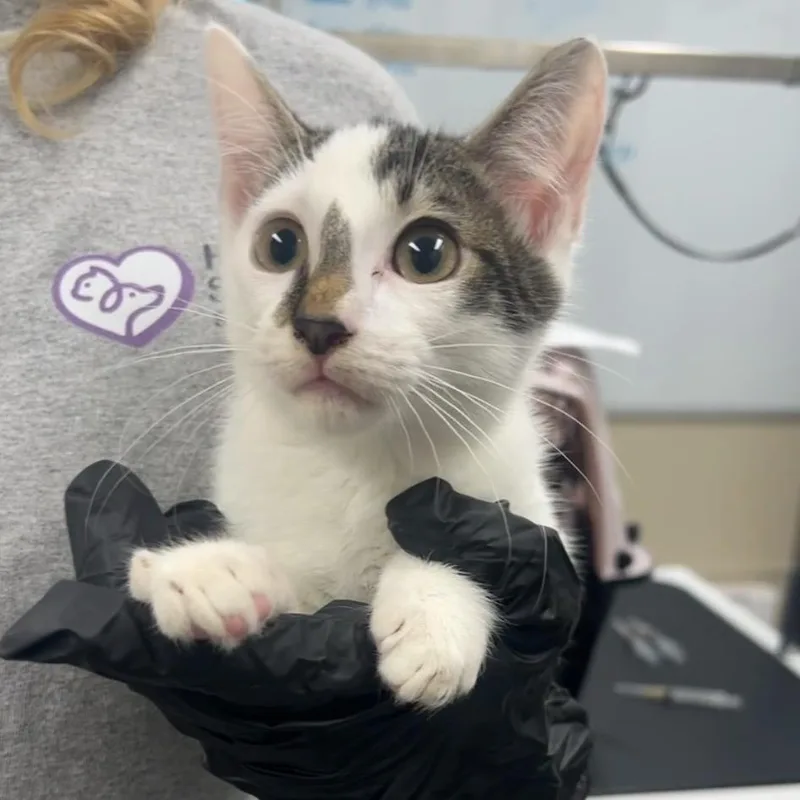 A baby small-sized male White Domestic Short Hair cat named Blane McDonagh for adoption in Lake Panasoffkee, FL