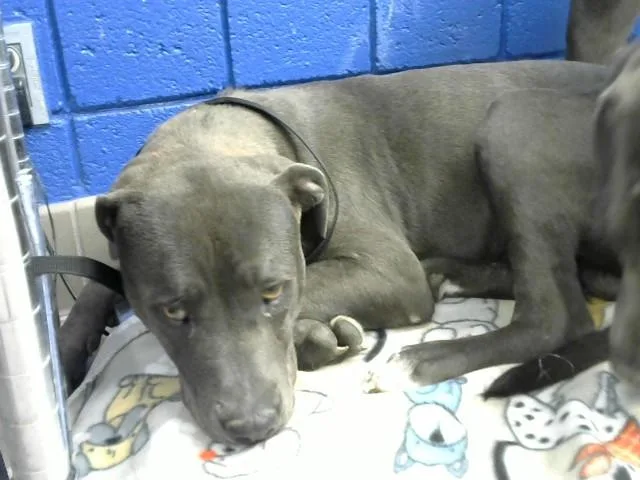 A young large-sized male Pit Bull Terrier dog named Shaggy for adoption in Albuquerque, NM