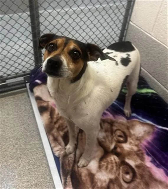 An adult medium-sized male Beagle dog named Gibby for adoption in Statesville, NC