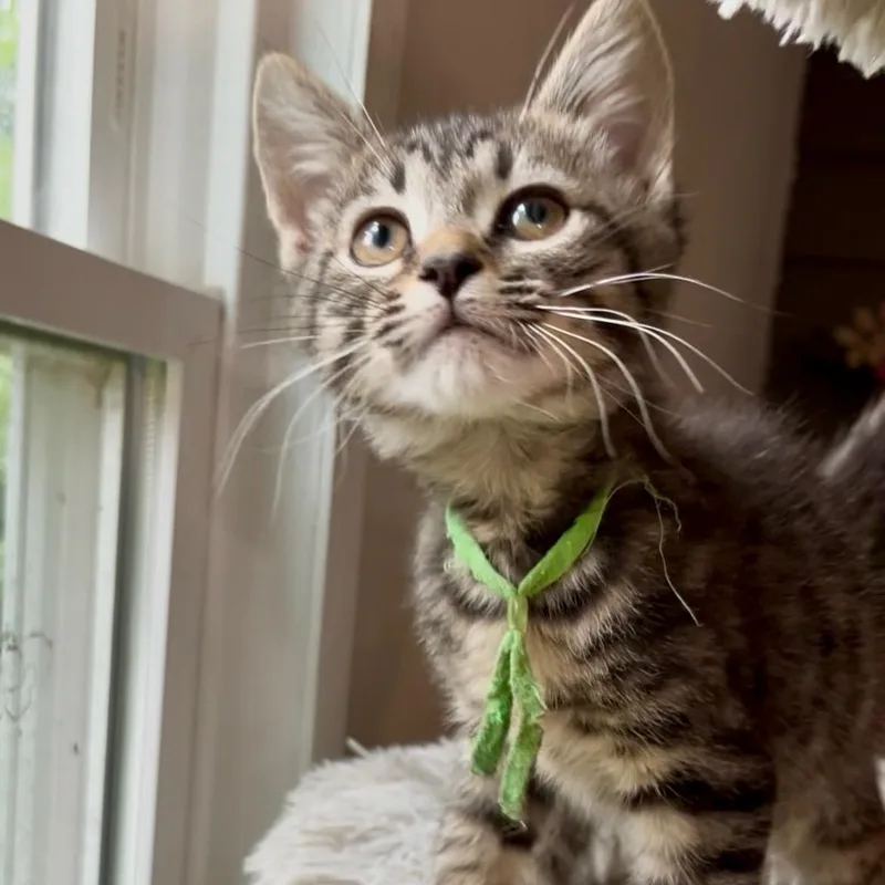 A baby small-sized male Tabby (Buff / Tan / Fawn) Domestic Short Hair cat named Chaos Best friends with for adoption in West Jefferson, OH