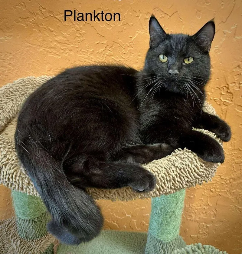 Plankton thumbnail 2