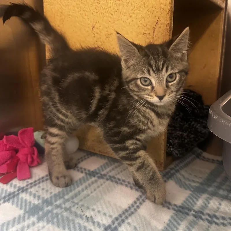 A baby small-sized female Brown / Chocolate Domestic Short Hair cat named Monopoly for adoption in Dearborn, MI