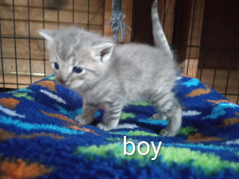 A baby medium-sized male Tabby cat named Mickey for adoption in Royal Palm Beach, FL