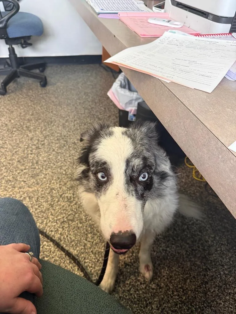 A senior large-sized female Mixed Breed dog named Jodie for adoption in Columbia, TN