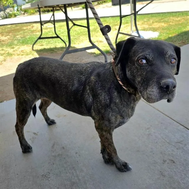 A senior large-sized female Labrador Retriever dog named Azalea for adoption in Long Beach, CA