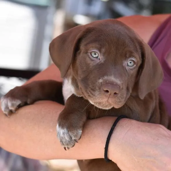 A baby medium-sized female Labrador Retriever dog named Winnie for adoption in Sioux City, IA