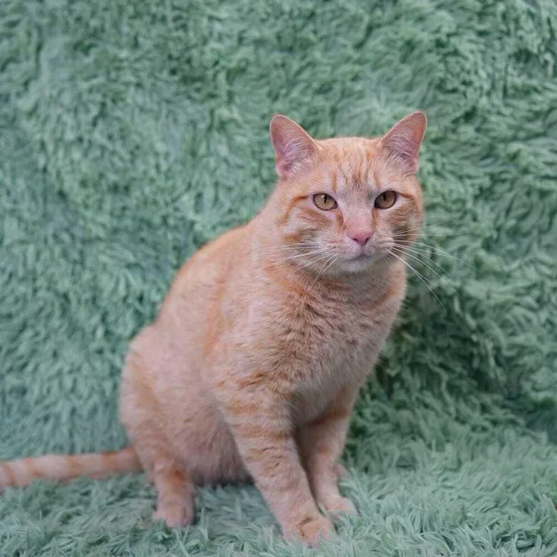 Corn Cob thumbnail 2