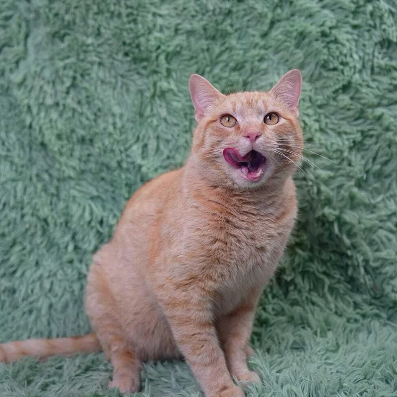 Corn Cob thumbnail 3