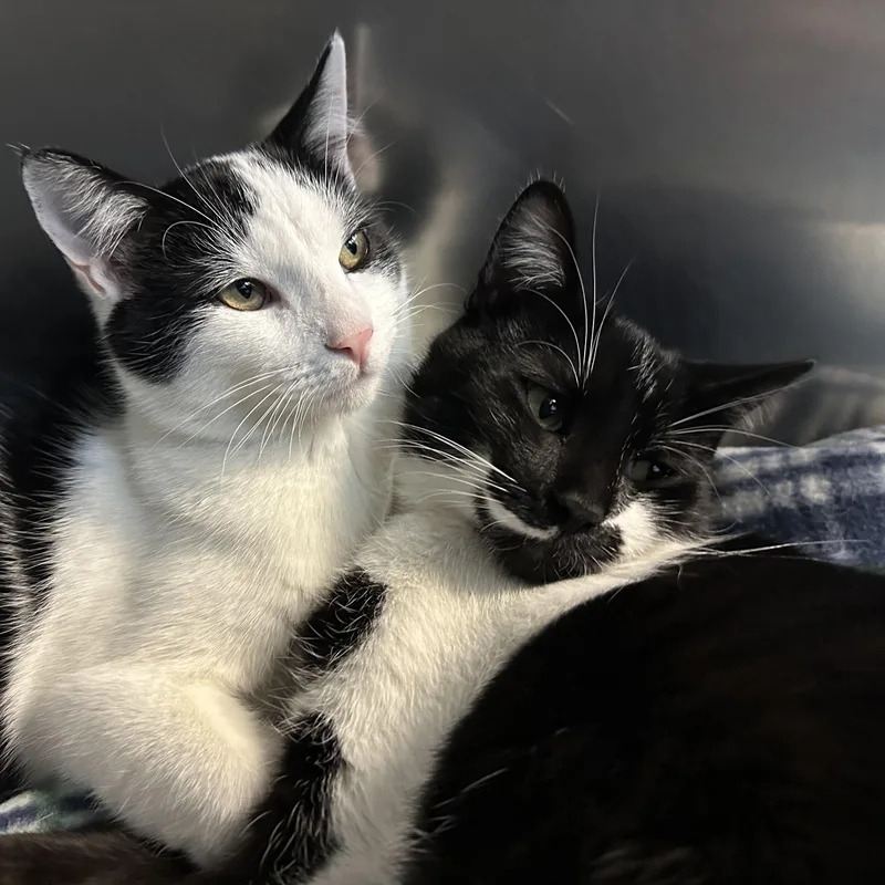 Mowgli & Finn thumbnail 4