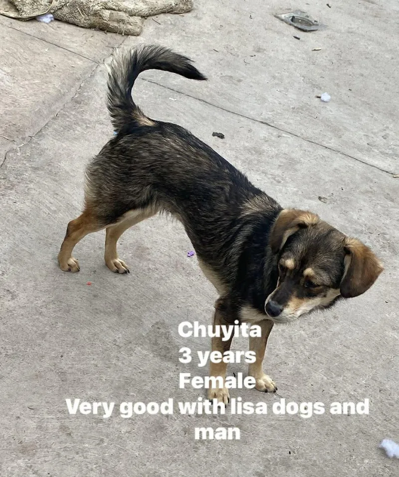 An adult small-sized female Terrier dog named Chuyita for adoption in Crystal, MN