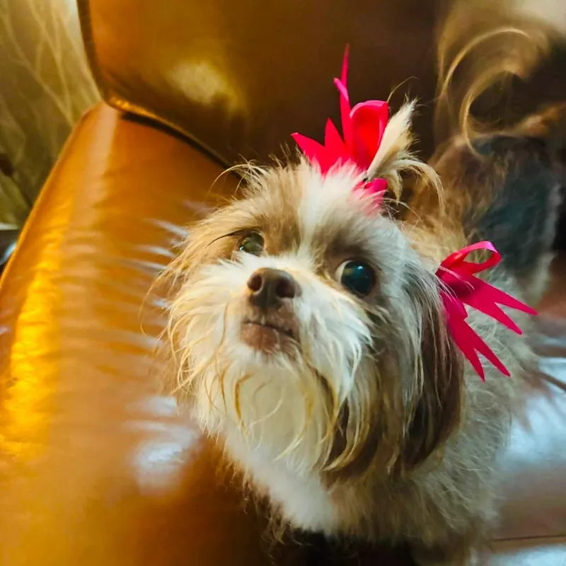 An adult small-sized female Yellow / Tan / Blond / Fawn Terrier dog named Maisie for adoption in Shelby, NC