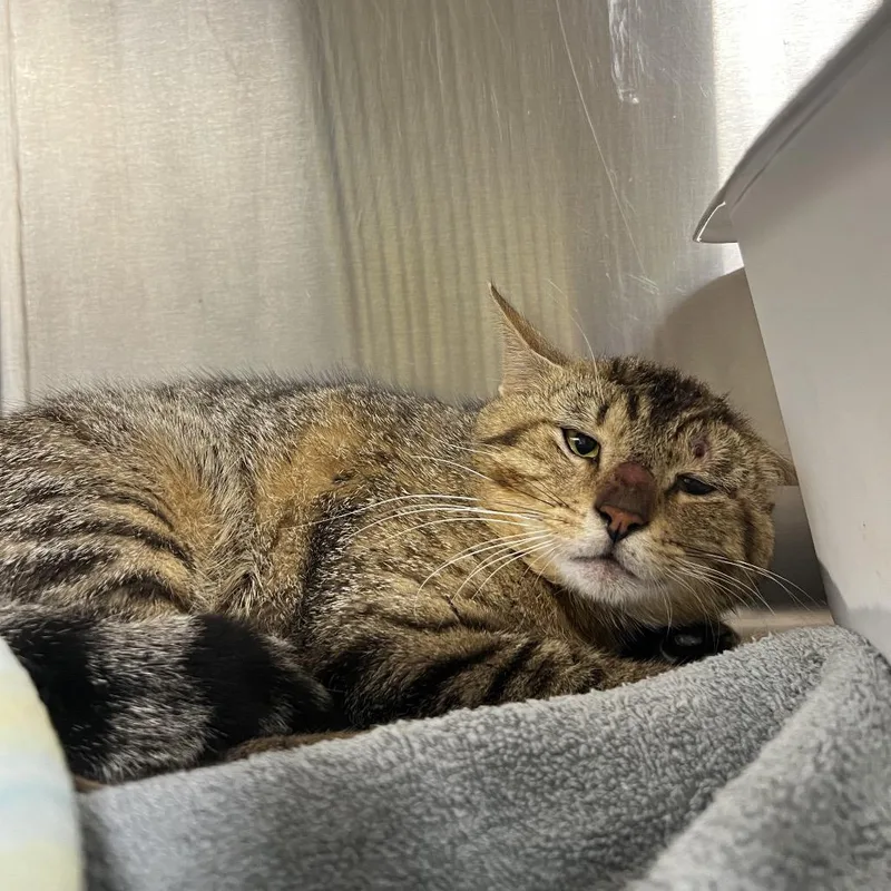 An adult small-sized male Brown / Chocolate Domestic Short Hair cat named Mason for adoption in Harrisville, WV