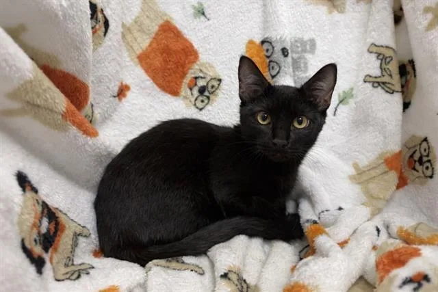 A young medium-sized female Domestic Short Hair cat named Dahlia for adoption in Winter Haven, FL