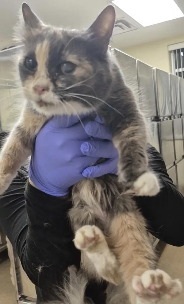 An adult small-sized female Domestic Short Hair cat named Pen Cookie for adoption in Lawrenceville, GA