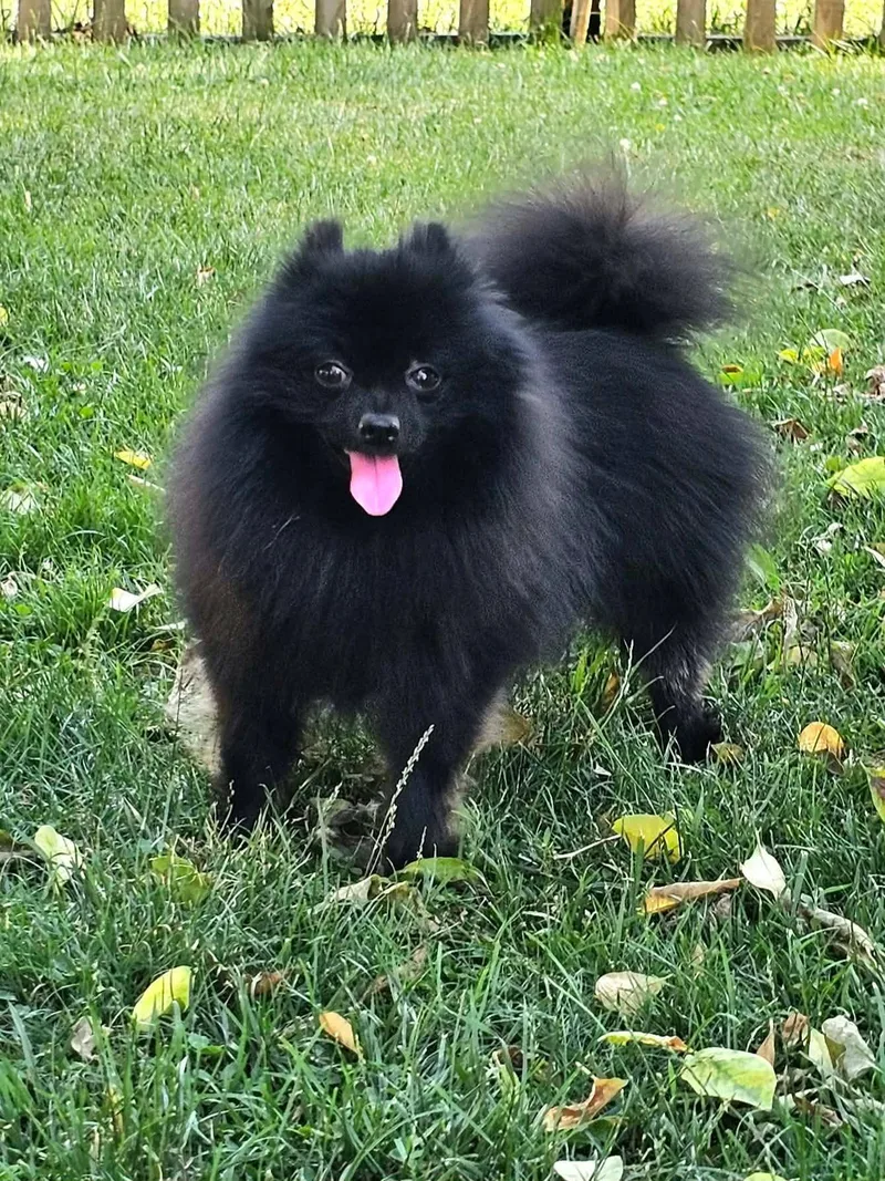 Kai