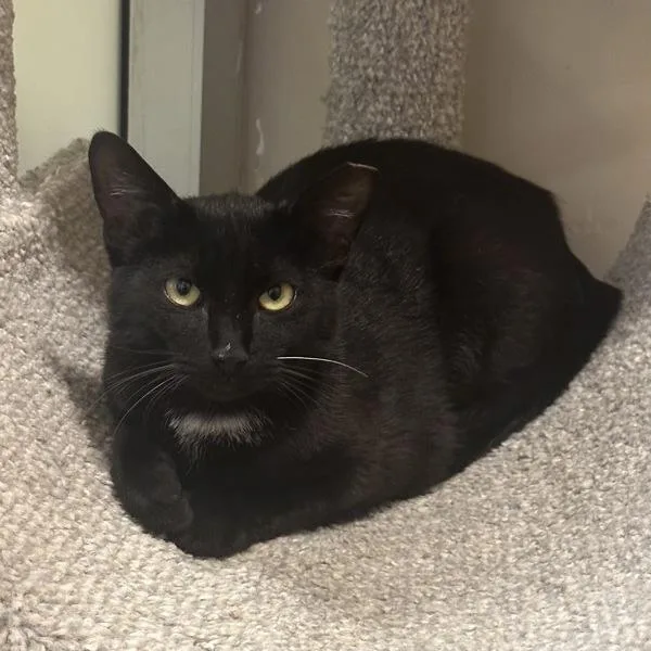 An adult medium-sized female Domestic Short Hair cat named Melon Bug for adoption in Walnut Creek, CA