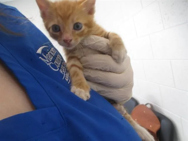 A baby small-sized male Domestic Short Hair cat named A for adoption in Ocala, FL