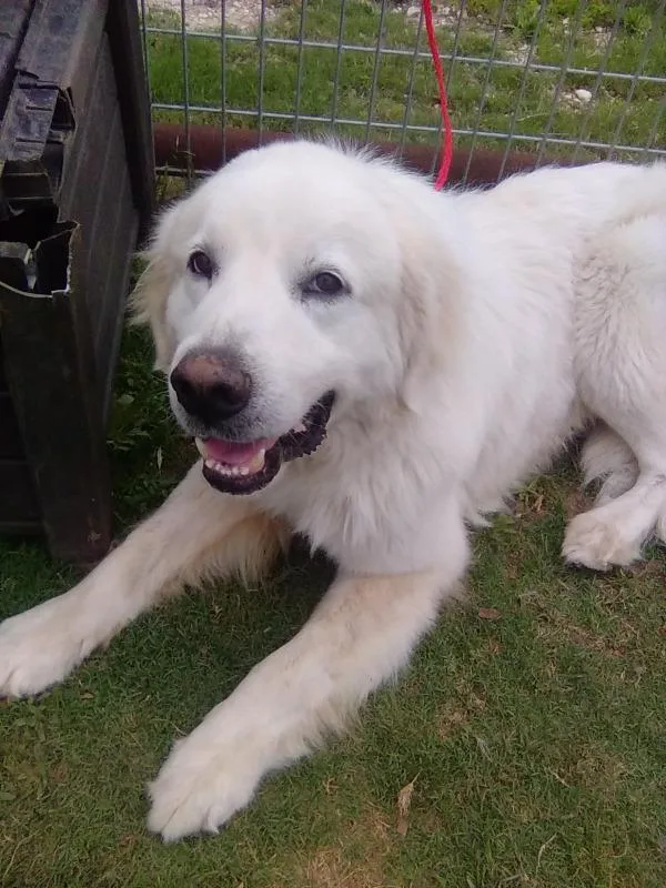 An adult large-sized male White / Cream Great Pyrenees dog named Pancake for adoption in Spring, TX
