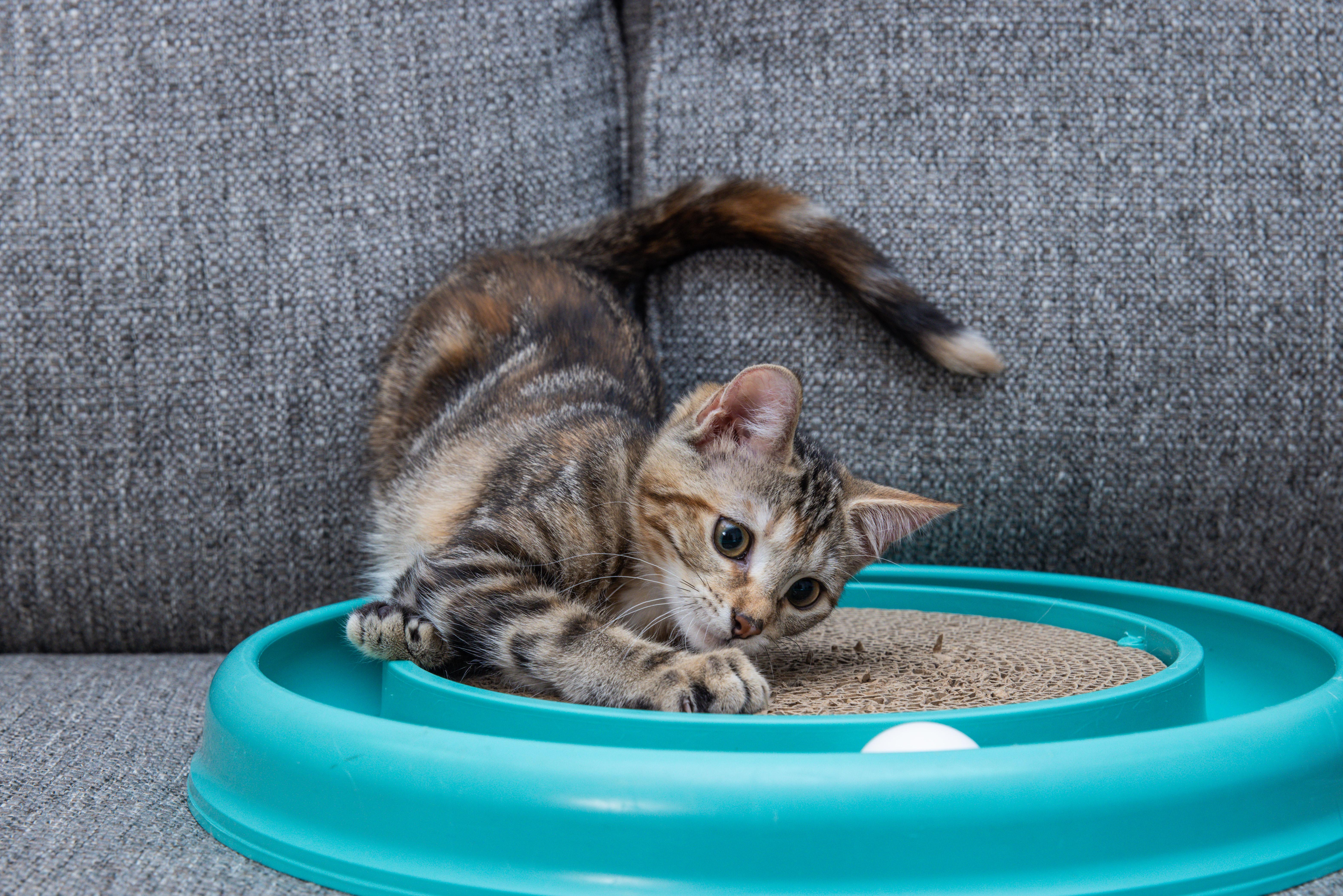 A baby medium-sized female Tabby (Brown / Chocolate) Domestic Medium Hair cat named Meadow for adoption in Avondale Estates, GA