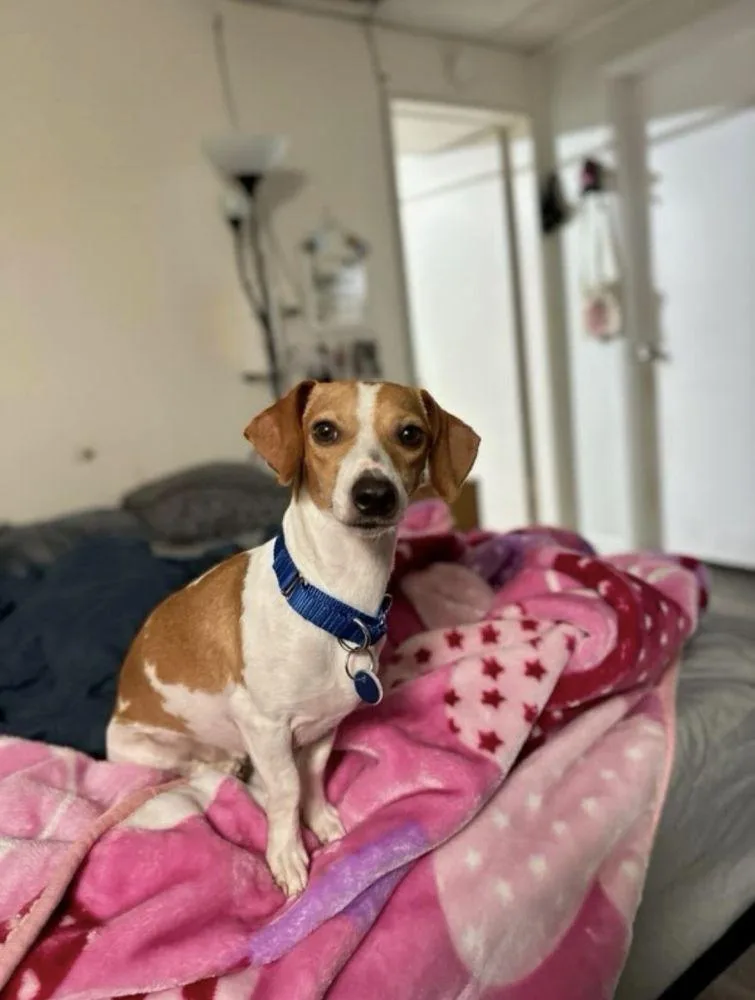 An adult small-sized male Brown / Chocolate Mixed Breed dog named Fred for adoption in Alexandria, VA