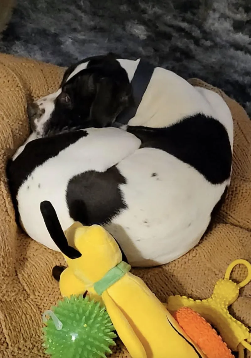 An adult large-sized male Pit Bull Terrier dog named Chance for adoption in Byron, IL