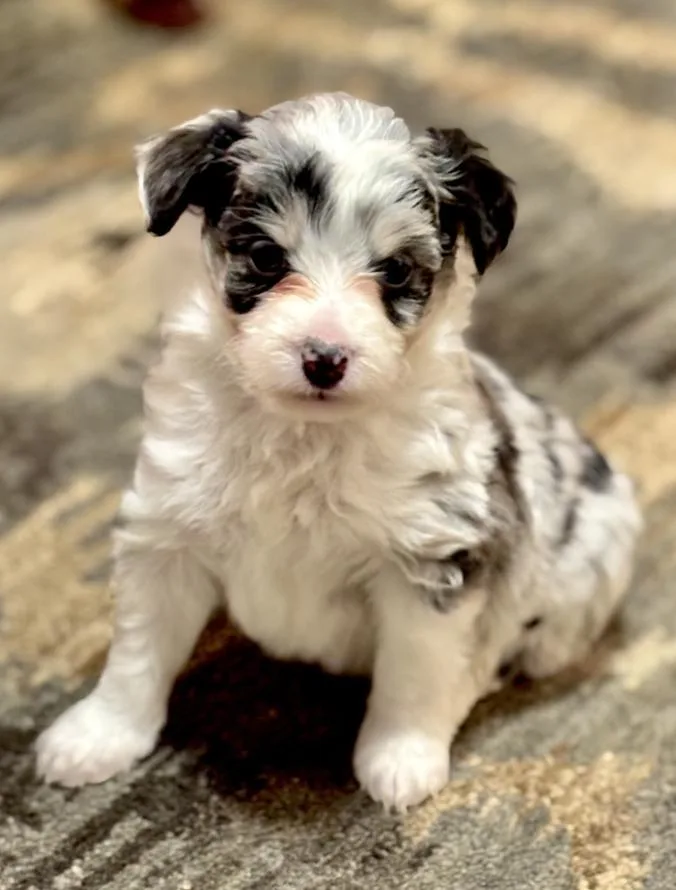 A baby small-sized male Tricolor (Brown, Black, & White) Poodle dog named Luke for adoption in Wolcott, CT