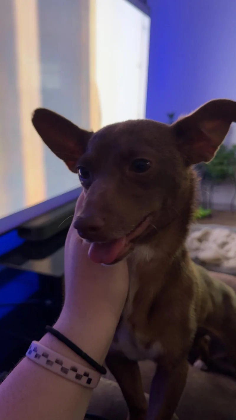 Mocha thumbnail 2