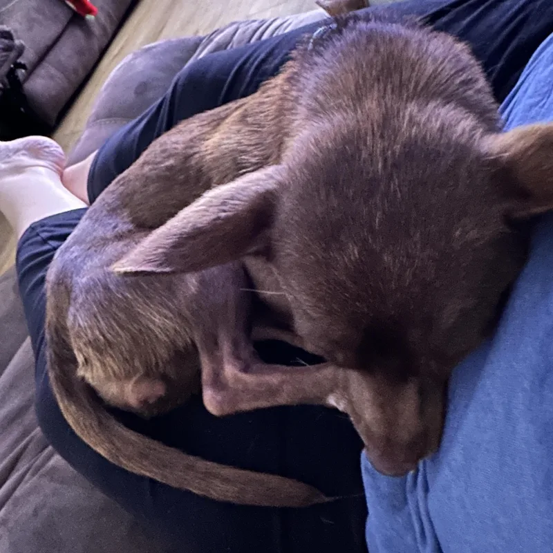 Mocha thumbnail 5