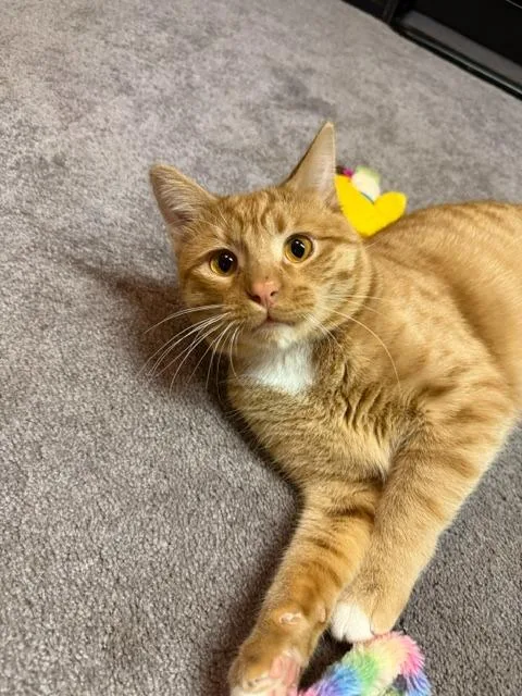 A young medium-sized male Domestic Short Hair cat named Pumpkin Pie for adoption in Cloquet, MN