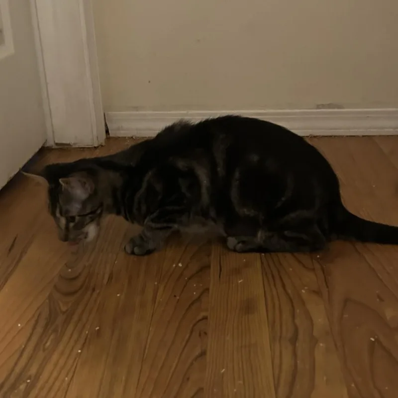 Esmeralda thumbnail 2