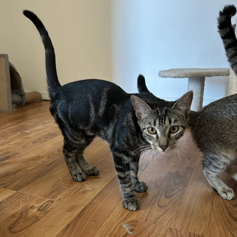 Esmeralda thumbnail 3