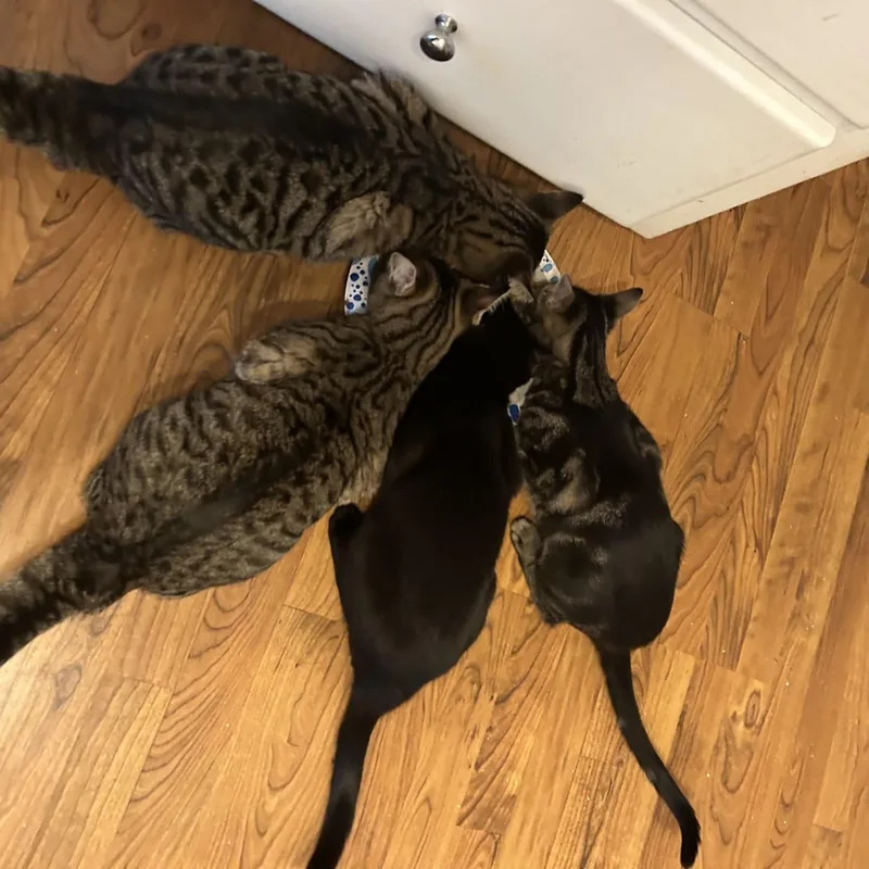 Esmeralda thumbnail 4