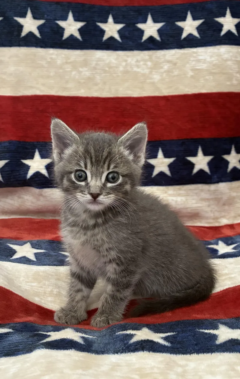 A baby medium-sized female Tabby (Gray / Blue / Silver) Domestic Short Hair cat named SpaghettiOh for adoption in Fruit Heights, UT